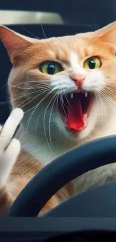 Hilarious cat driving with attitude, flipping off viewer.