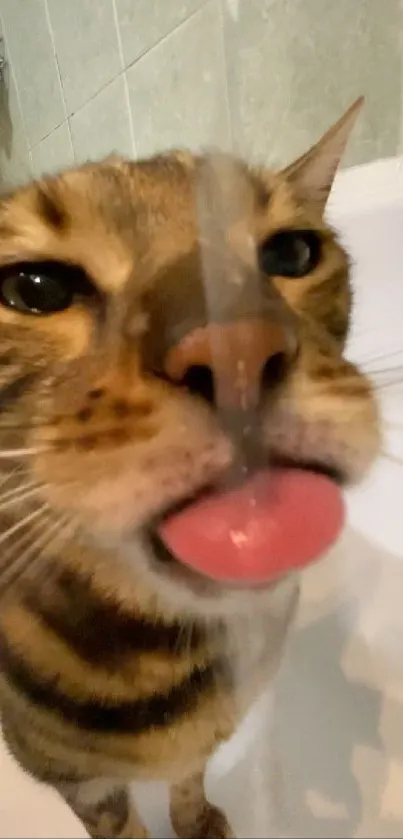 Tabby cat humorously licking glass surface in playful wallpaper.