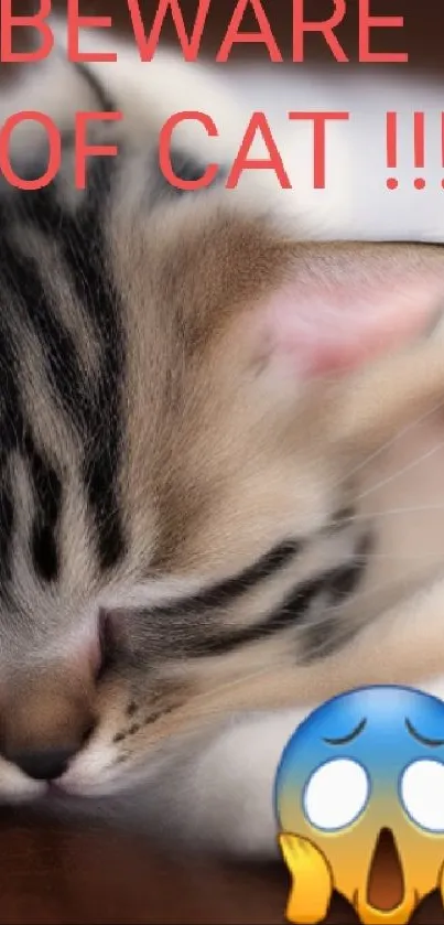 Adorable kitten sleeping with funny text overlay.