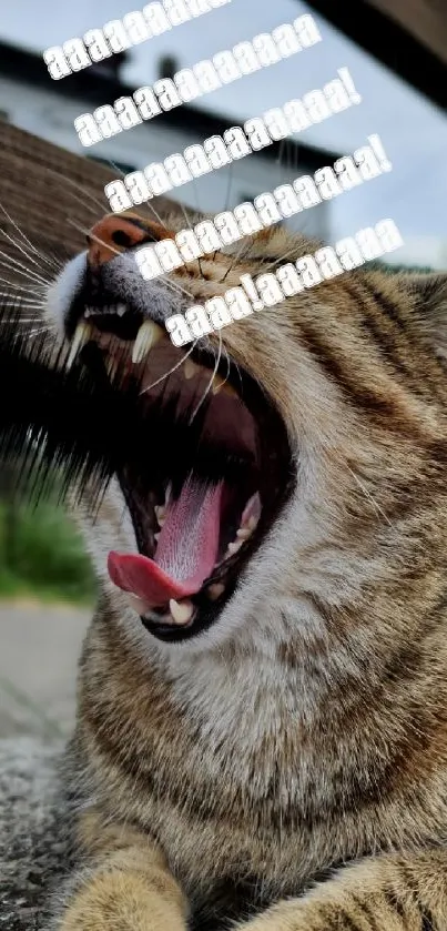 Animated yawning cat with humorous text overlay.