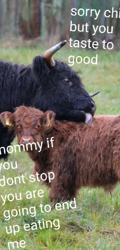 A cow and calf sharing a humorous moment in a green pasture.