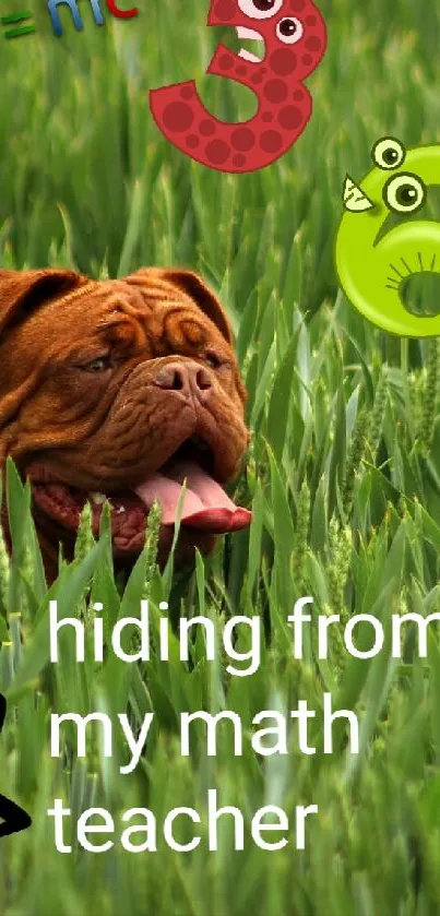 Funny dog hiding in green grass with math symbols.