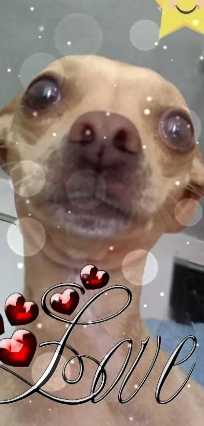 Funny dog with hearts and stars mobile wallpaper.