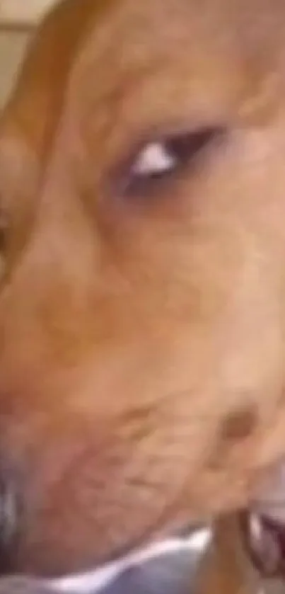 A funny dog with a cute expression, perfect for mobile wallpaper.