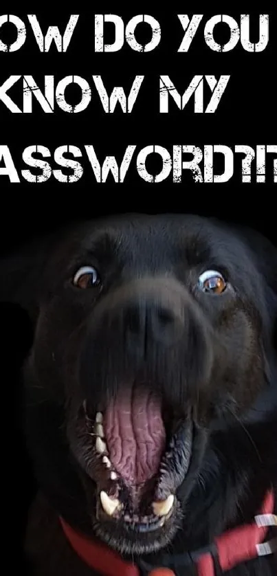 Surprised dog with funny password text on black background.