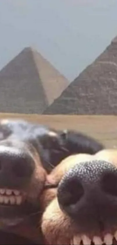 Two funny dogs with pyramids in the background.