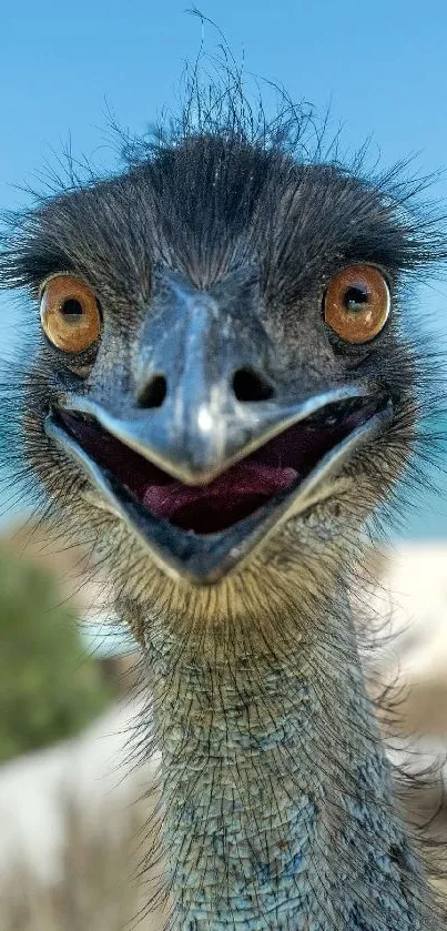 Emu with a funny expression against a sunny beach background.