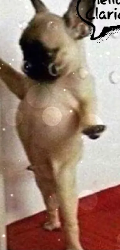 Funny French Bulldog standing in front of a mirror with a humorous speech bubble.