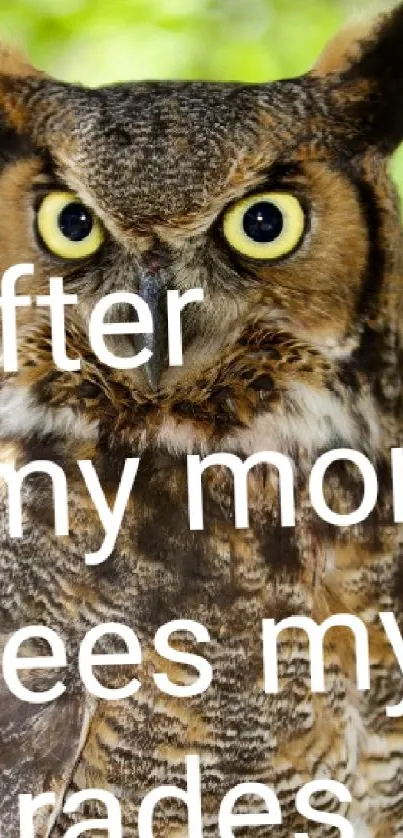 Owl with a funny expression and humorous caption on a green background.