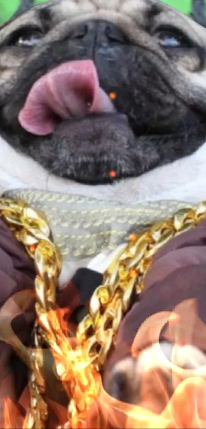 Funny pug wearing gold chains with a playful, fiery background.