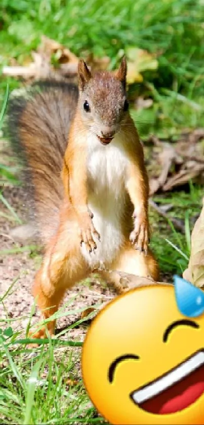 Humorous squirrel in grass with a laughing emoji on mobile wallpaper.