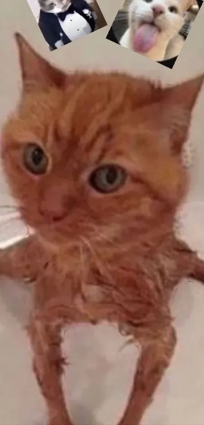 Wet ginger cat in a bath with a funny expression.