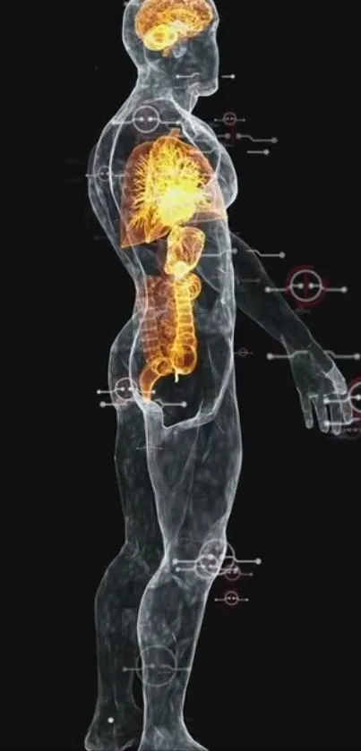 3D human anatomy with highlighted organs against a black background.