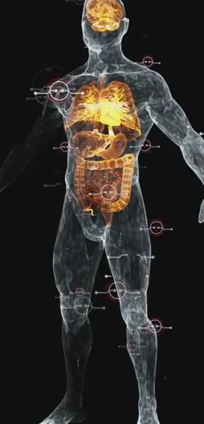 Futuristic human anatomy illustration with highlighted organs on a dark background.