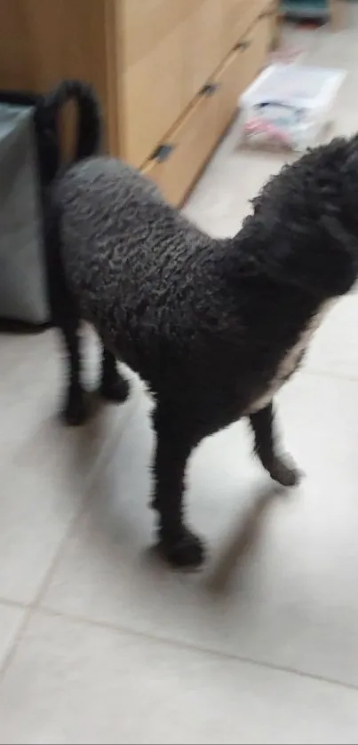 Blurry image of black fuzzy dog standing indoors.