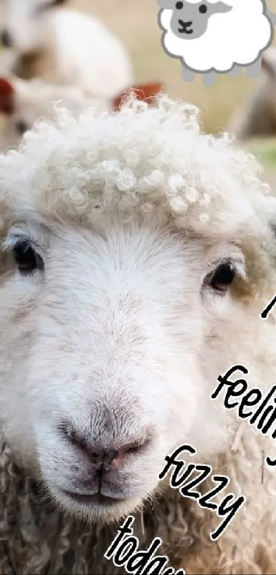 Curious sheep in a field with fun text overlay.