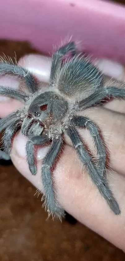 Close-up of a fuzzy tarantula resting on a person's hand.