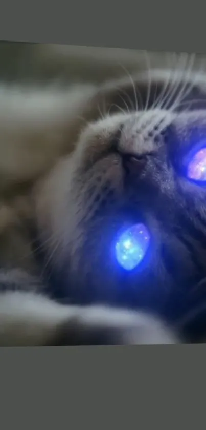 Cat with glowing blue galactic eyes in a cosmic-themed wallpaper.