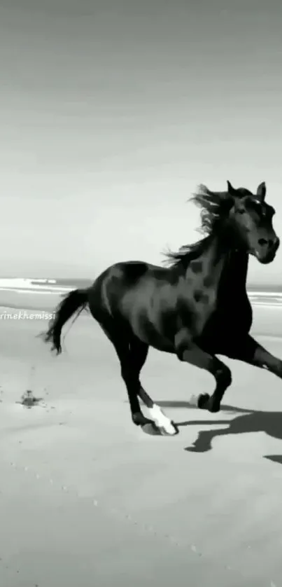 Monochrome image of a horse galloping on a beach.