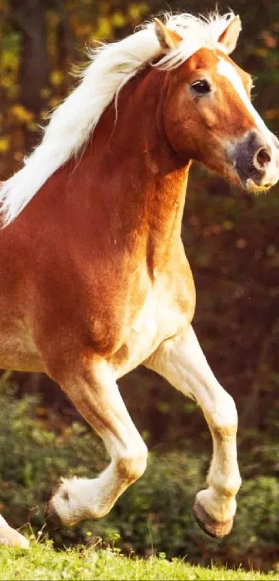 Majestic horse galloping in an autumn field wallpaper.