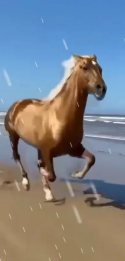 Horse galloping on a sandy beach under a clear blue sky.