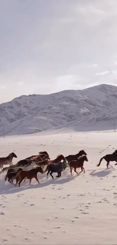 Horses galloping in a snowy landscape with mountains in the background.