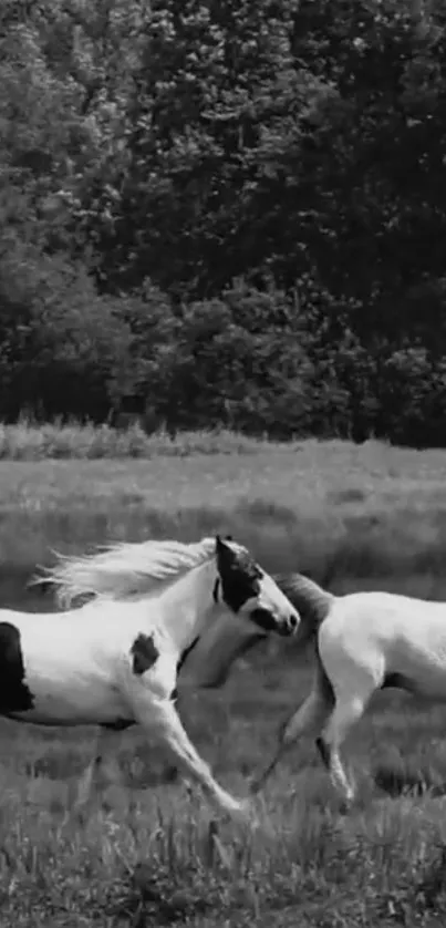 Black and white horses running in nature