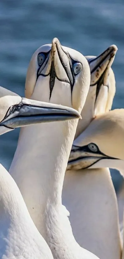 Gannet birds with ocean backdrop, capturing serene natural beauty.