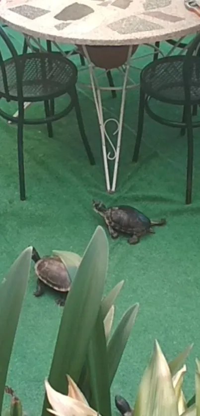 Turtles wandering on green garden carpet under patio furniture.