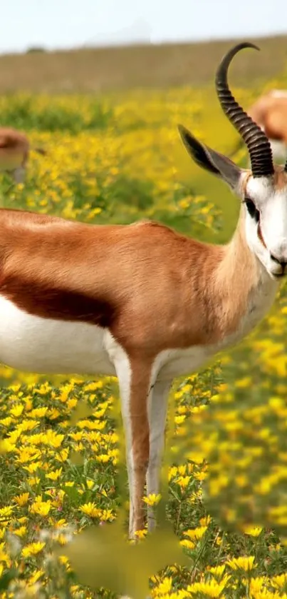 Graceful gazelle amidst yellow floral field in vibrant nature.