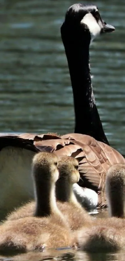 Geese family swimming on a peaceful lake.