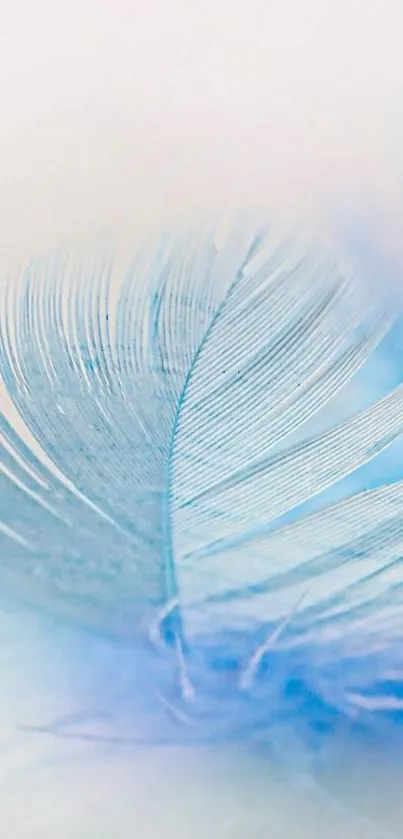 Close-up of a delicate blue feather on a light background.