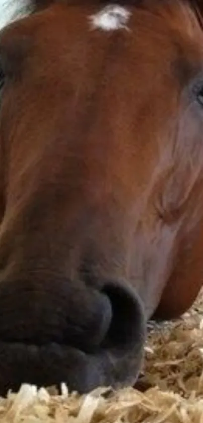 Close-up of a resting brown horse on straw bedding.