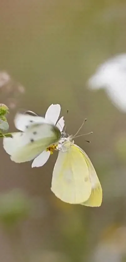 Yellow butterfly on white flower with soft background.