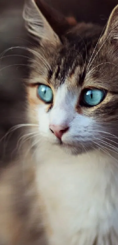 Serene wallpaper of a cat with striking blue eyes and soft brown fur.