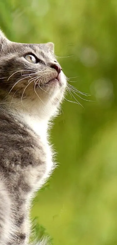 A gray cat peacefully looking up with a green nature background.
