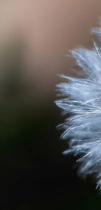 Close-up view of dandelion seeds against a blurred soft background.