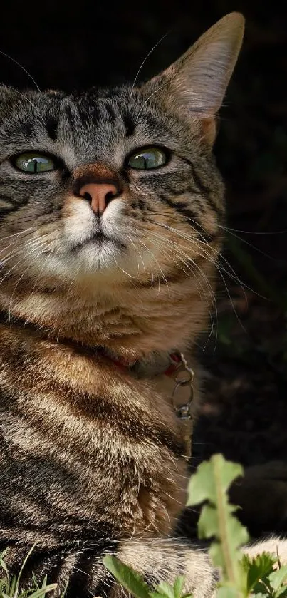 Tabby cat with green eyes in sunlight.