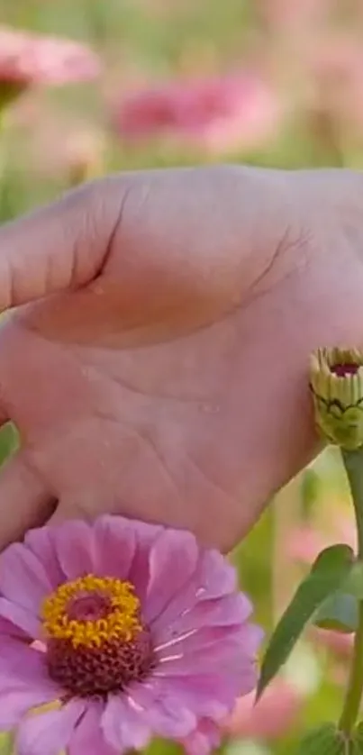 Hand touching vibrant pink flowers in nature.