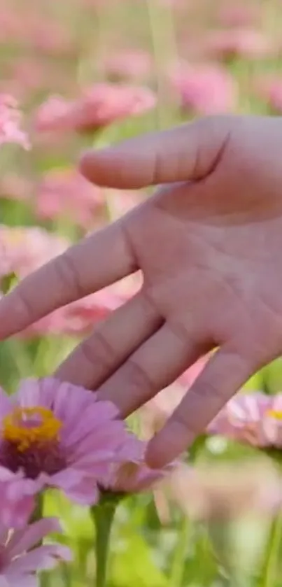 A gentle hand touching vibrant pink flowers in a serene meadow.