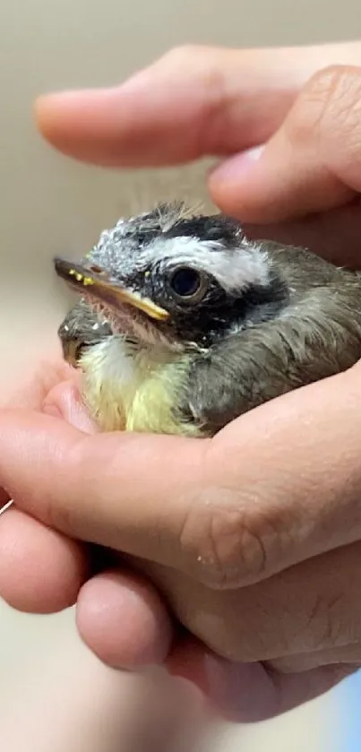 Hands gently holding a small bird with a soft background.