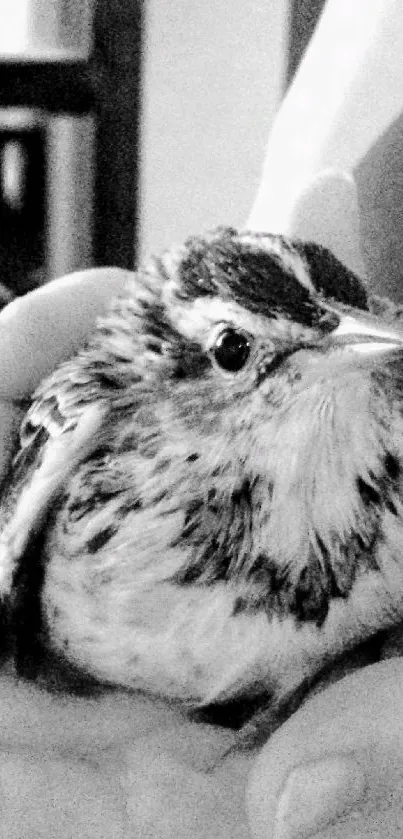 Black and white image of a bird gently held in hands.