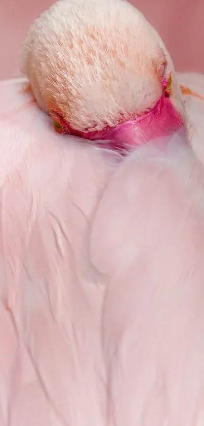 Close-up of a pink flamingo with soft feathers in calming tones.