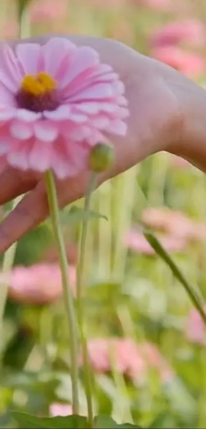 Hand holding a pink zinnia flower in a field, under soft sunlight.