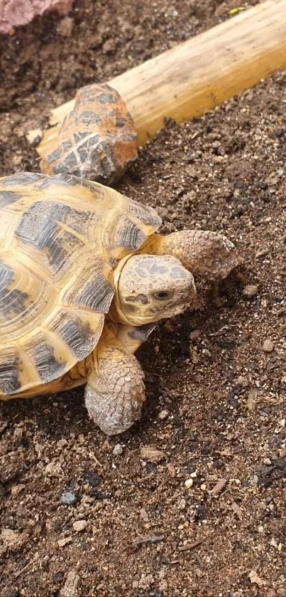 Tortoise walking on brown soil in a natural setting.