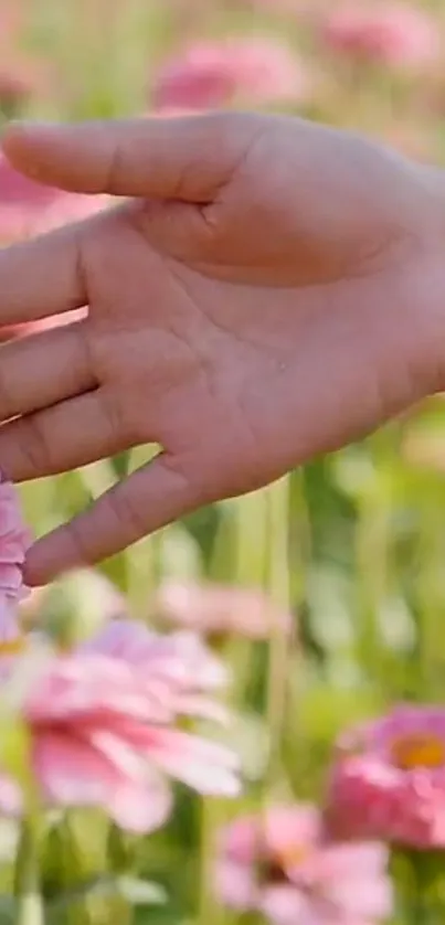 A hand gently touches vibrant pink flowers in a lush green field.