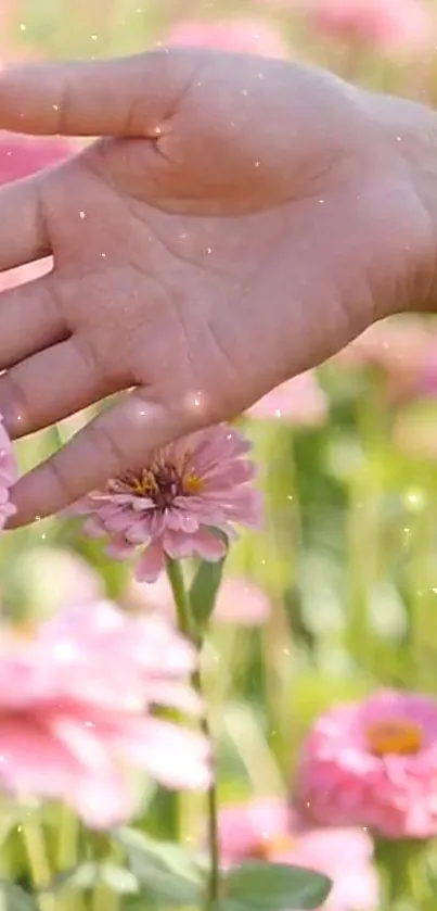 Hand gently touching pink flowers in a sunlit garden scene.