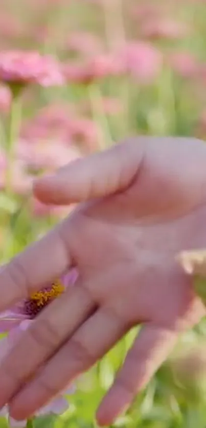 A gentle hand touches vibrant flowers in a blooming field.