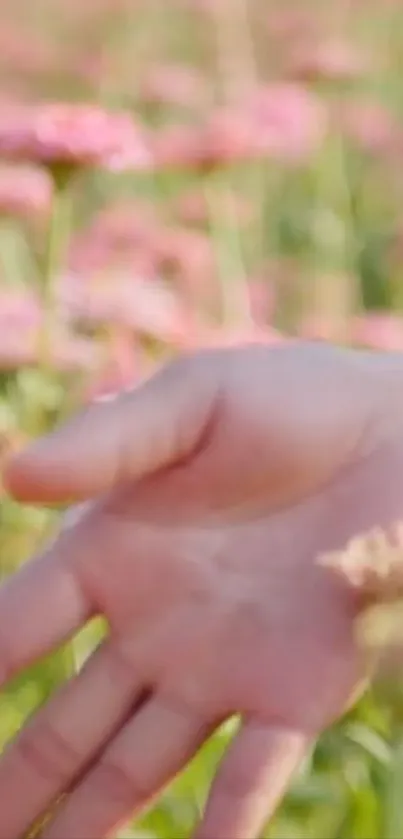 Serene hand reaching in pink flower field wallpaper.