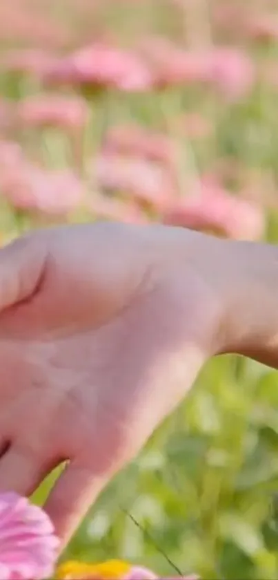 Hand gently touching flowers in a serene, vibrant field.